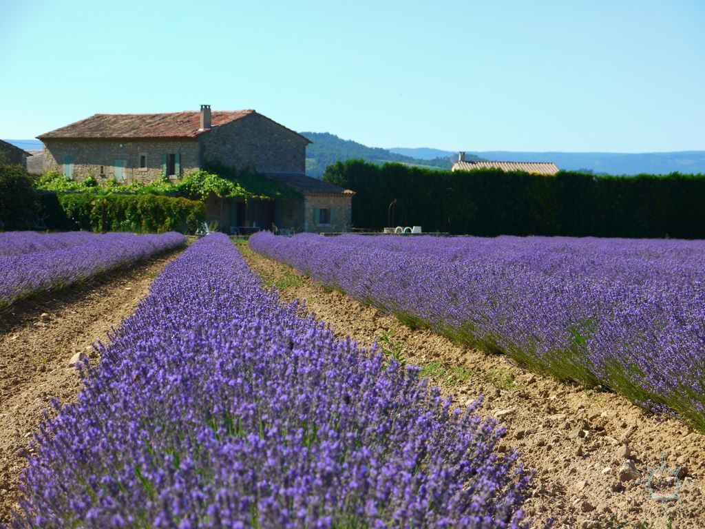 Rosas Reisen Reiseblog Roadtrip Lavendel Provence Frankreich