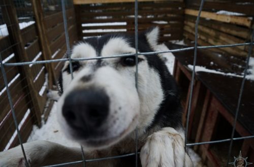 Rosas Reisen Reiseblog Finnland Farmstay Schlittenhunde