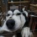 Rosas Reisen Reiseblog Finnland Farmstay Schlittenhunde
