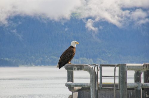 Rosas Reisen Reiseblog Kanada Alaska Roadtrip Seward Adler