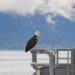 Rosas Reisen Reiseblog Kanada Alaska Roadtrip Seward Adler