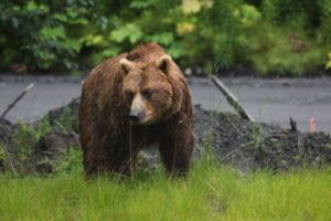 Grizzly01