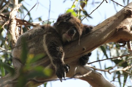 Rosas Reisen Reiseblog Australien Koala