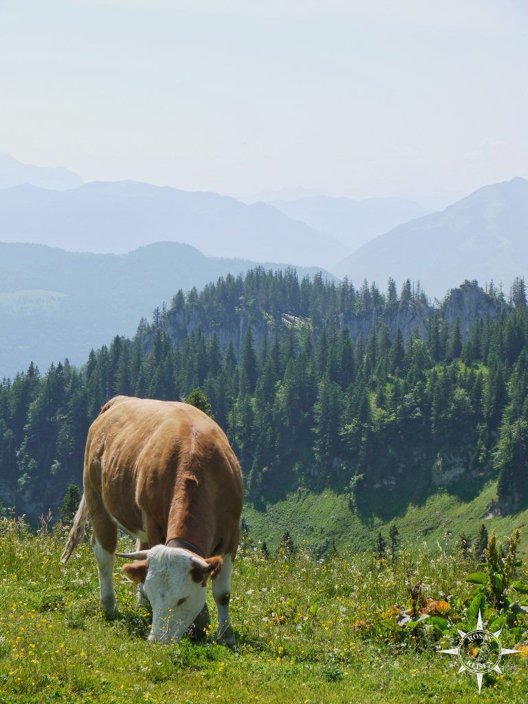 Kuh auf der Sonnenalm