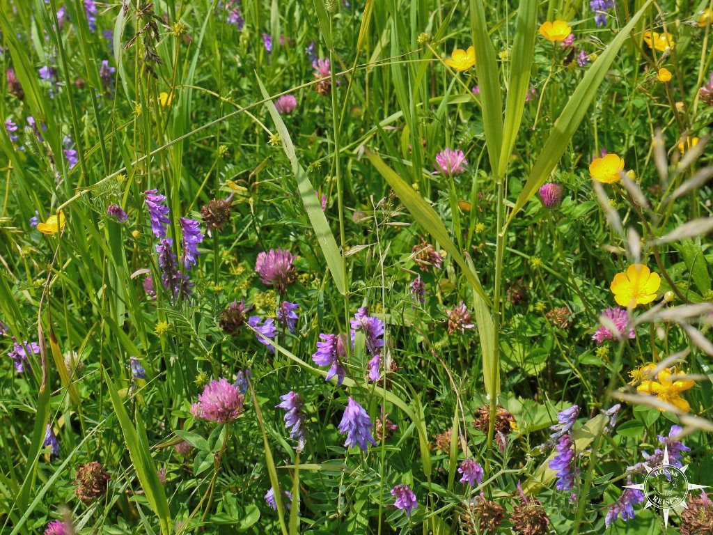 Bayerns Blumen