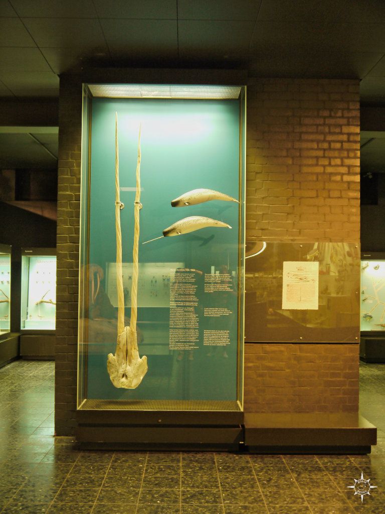 Narwalschädel mit zwei Zähnen