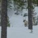 Finnland Schneeschuhwanderung Rentiere Wald