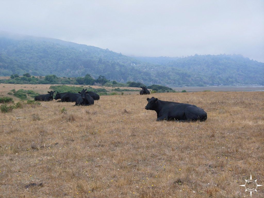 Point Reyes (21)