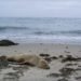 Roadtrip USA Kalifornien Point Reyes Seelöwe