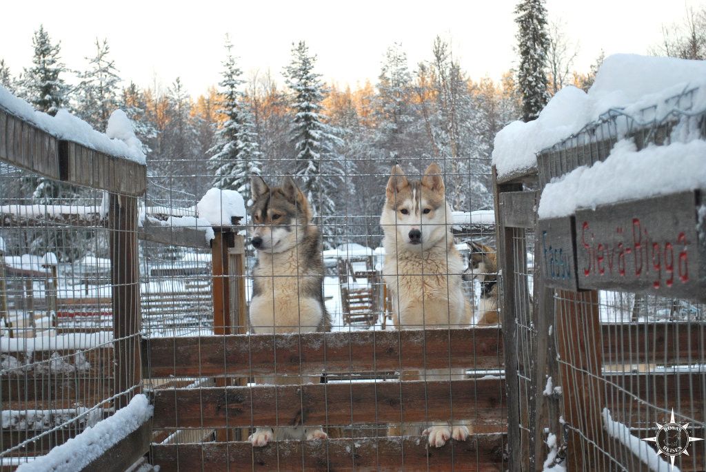 Finnland Lappland Arktis Schlittenhunde Husky
