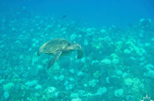 Tipps Reise Hawaii Molokini Tauchen Schildkröte