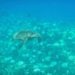 Tipps Reise Hawaii Molokini Tauchen Schildkröte