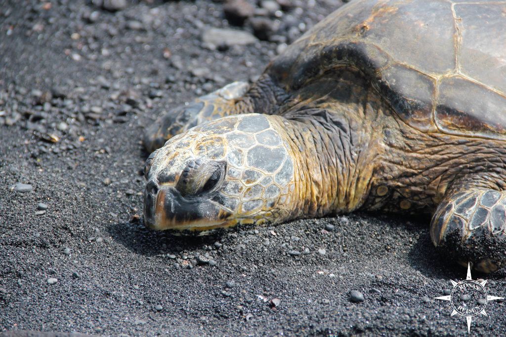 Tipps Reise Hawaii Big Island Schildkröte