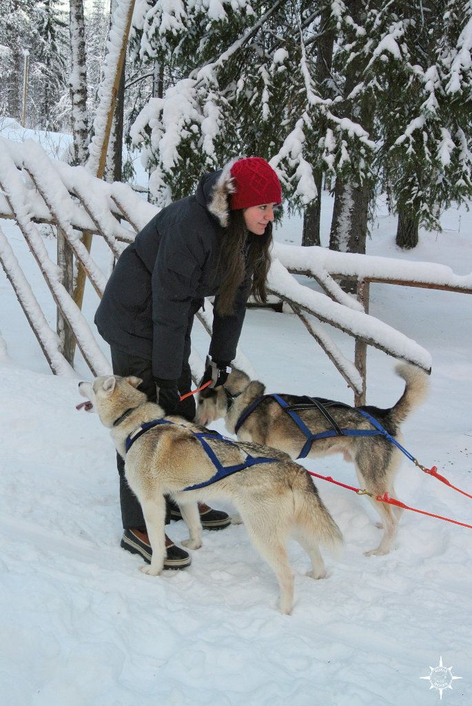 huskies-finnland-schlittenhunde