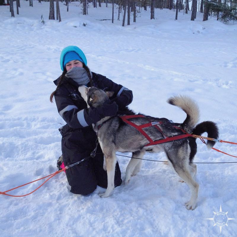 husky-inari-finnland-schlittenhund.jpg