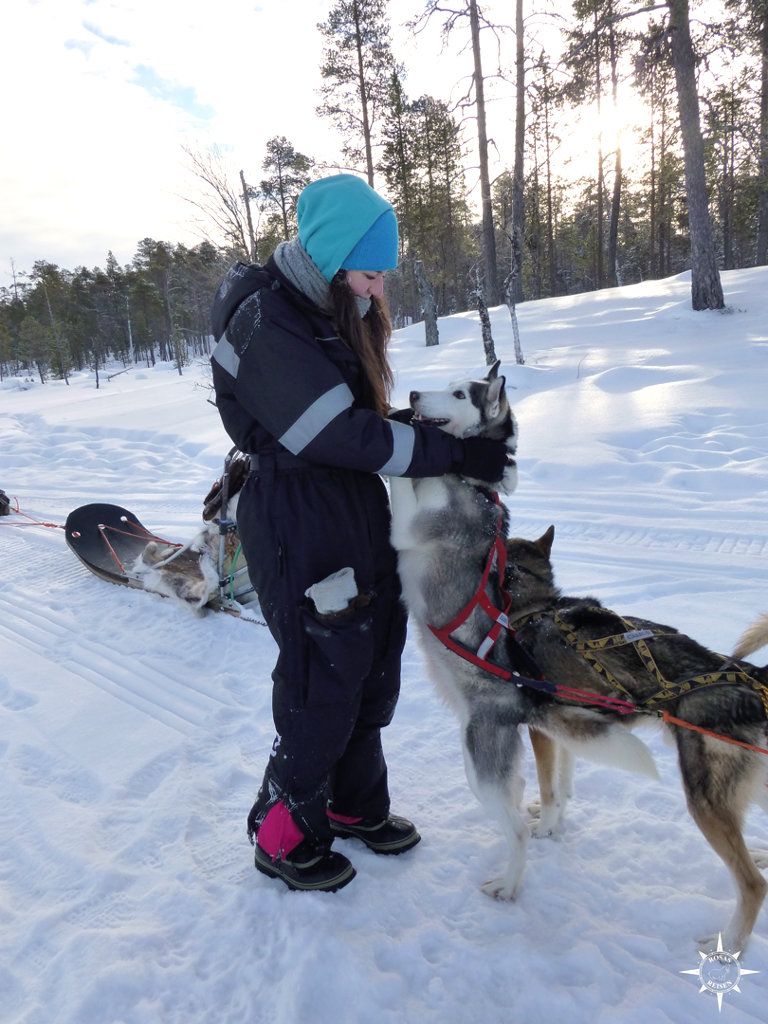inari-husky-schlittenhunde-finnland