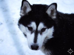 finnland-husky-schlittenhund