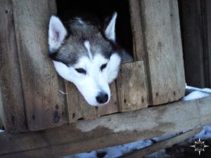 schlittenhund-finnland-husky-arktis