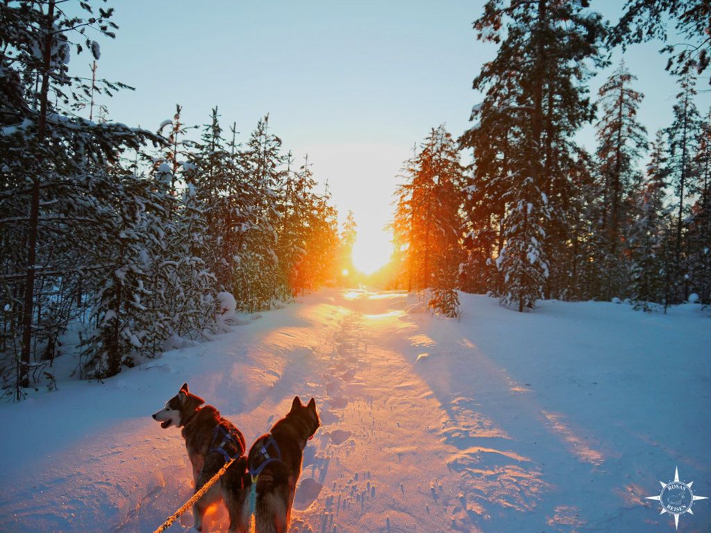sonnenaufgang-schlittenhunde-arktis-polarnacht-finnland