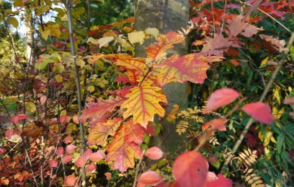 Herbst Köln Brück