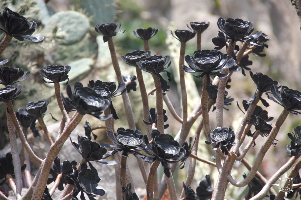 monte-carlo-monaco-botanischer-garten (3)