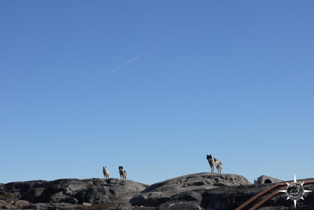 Grönland Ilulissat