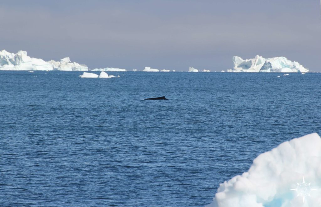 Groenland-Rosas-Reisen-Qeqertarsuaq