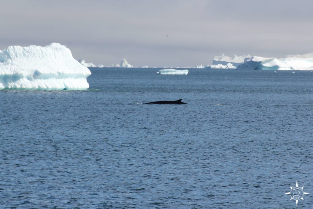 Groenland-Rosas-Reisen-Qeqertarsuaq