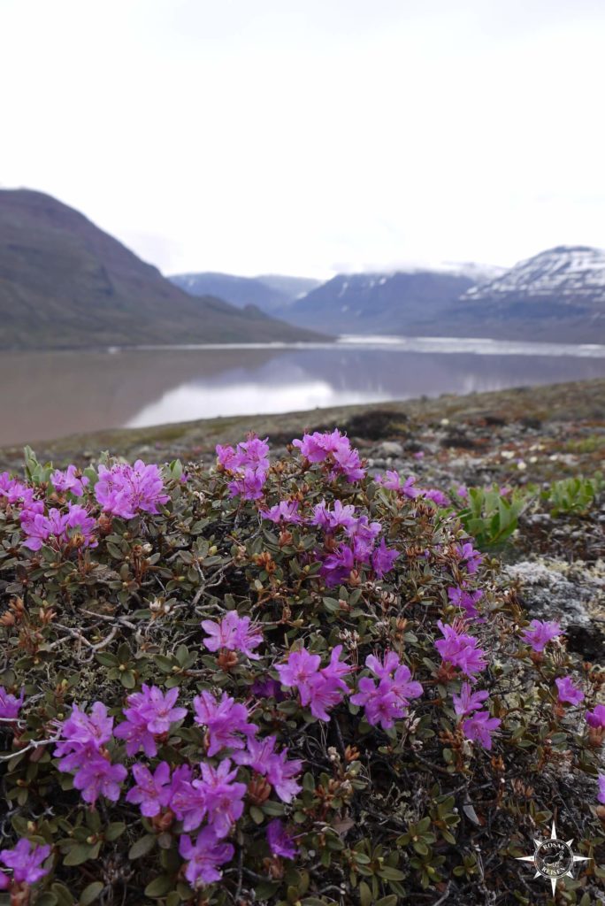 Grönland Rosas ReisenTundra