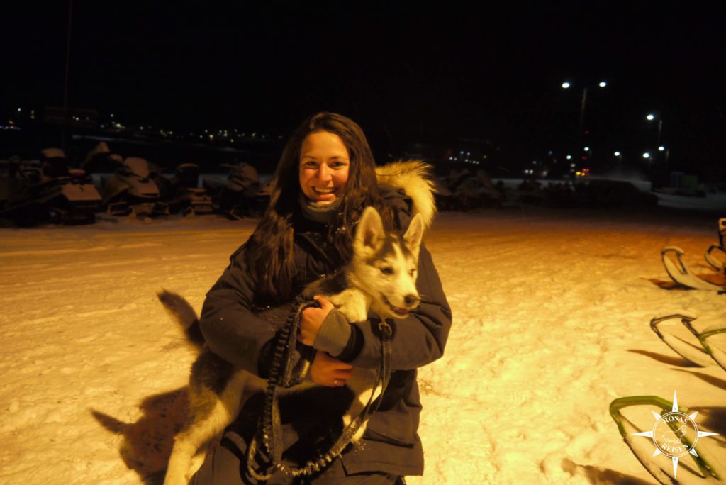 Husky • Spitzbergen • Longyearbyen • Rosas Reisen