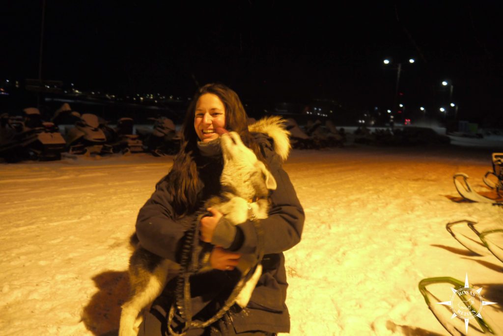 Husky • Spitzbergen • Longyearbyen • Rosas Reisen