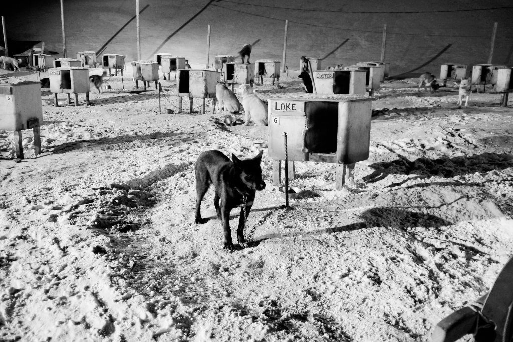 Rosas Reisen • Spitzbergen • Norwegen • Schlitttenhunde