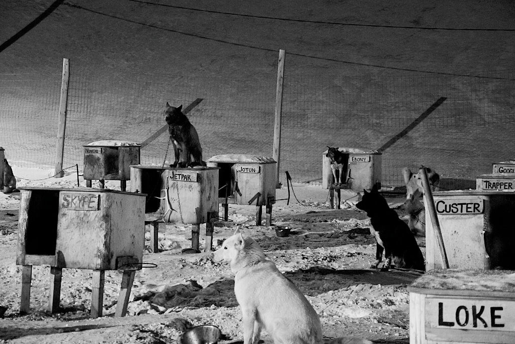 Rosas Reisen • Spitzbergen • Norwegen • Schlitttenhunde