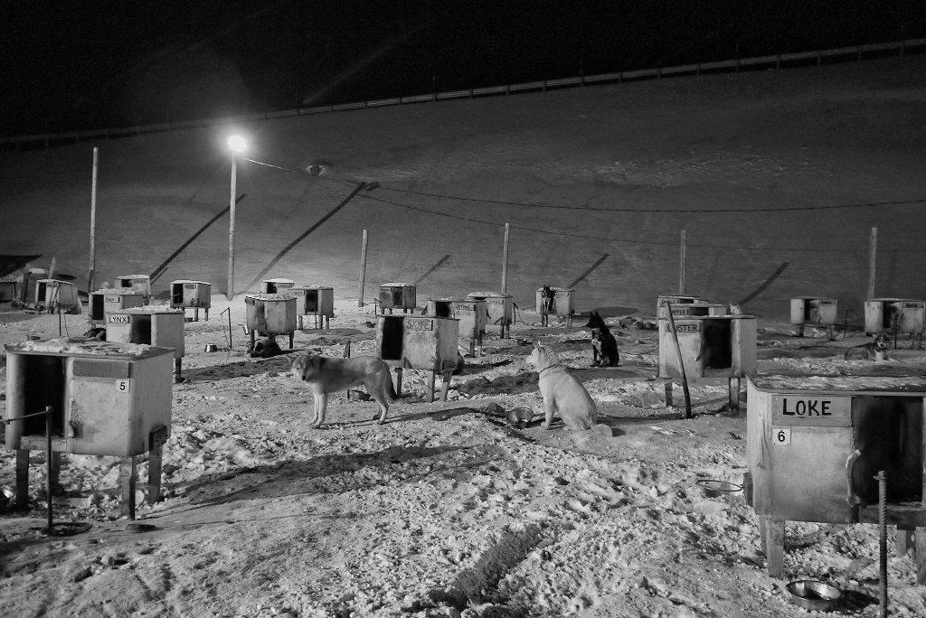 Rosas Reisen • Spitzbergen • Norwegen • Schlitttenhunde