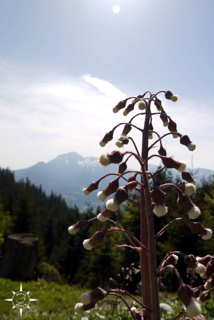 Rosas-Reisen-Berchtesgadener-Land-Hochschwarzeck (7)