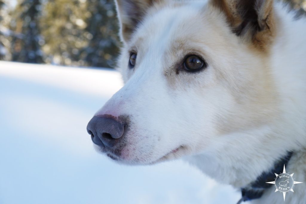 Akaskero-Rosas-Reisen-Finnland-Lappland-Wildnistour-Hundeschlitten-Schlittenhunde-Huskies
