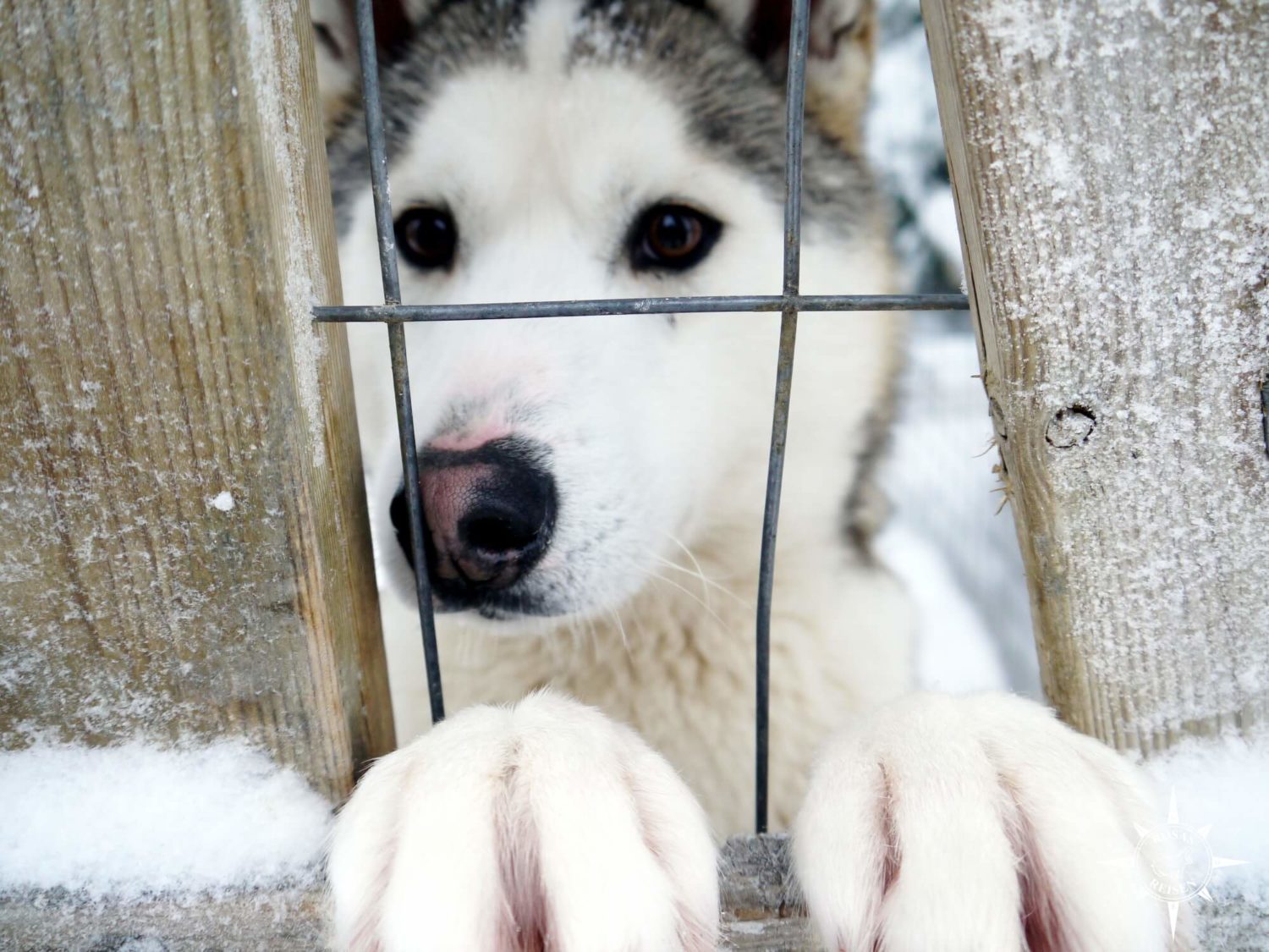 Rosas-Reisen-Reiseblog-Farmstay-Finnland-Schlittenhunde-Arktis-Huskys