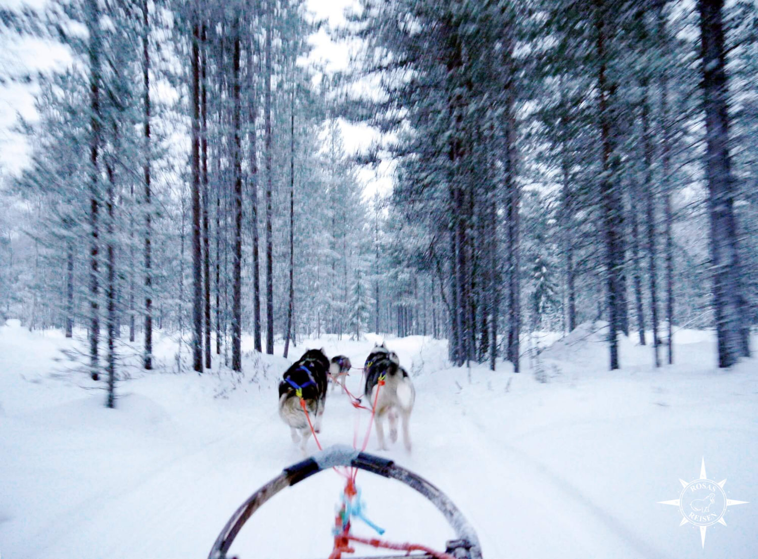 Rosas-Reisen-Reiseblog-Farmstay-Finnland-Schlittenhunde-Arktis-Huskys