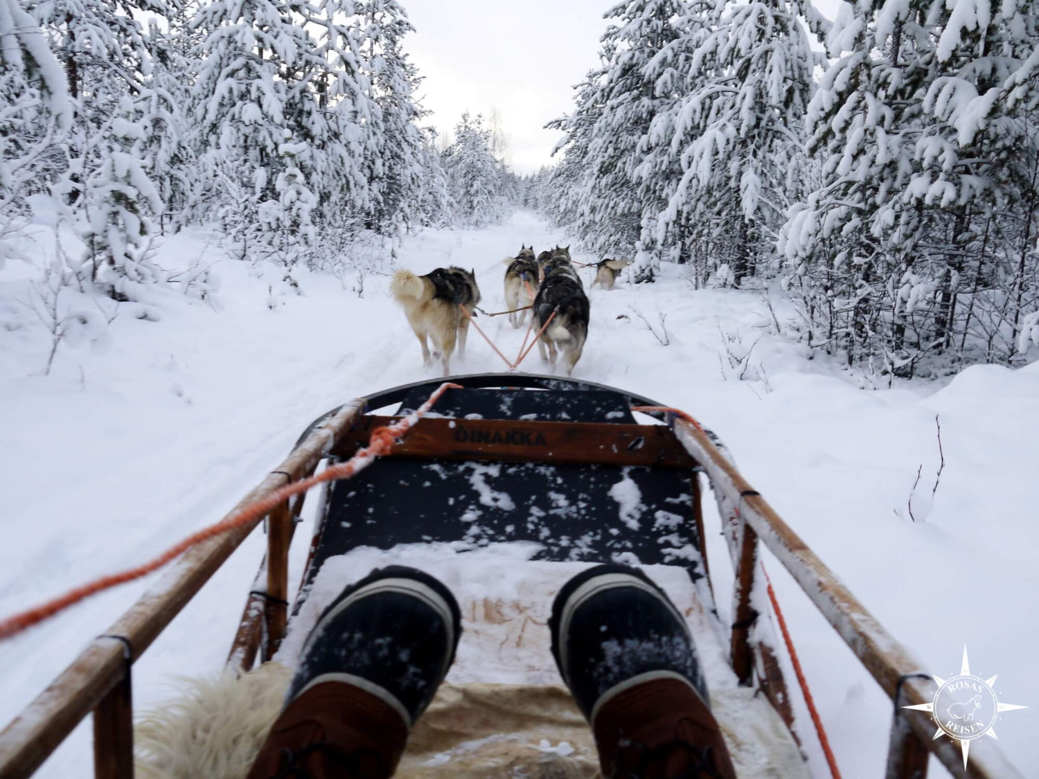 Rosas-Reisen-Reiseblog-Farmstay-Finnland-Schlittenhunde-Arktis-Winter