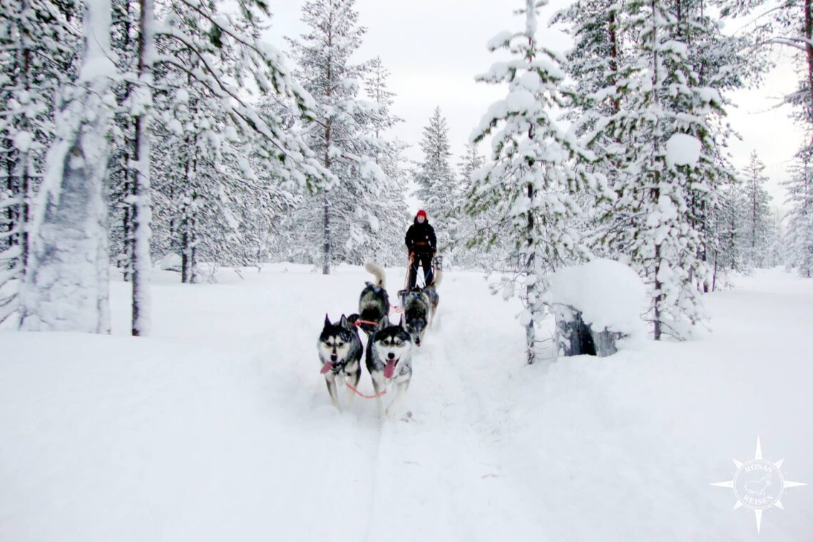 Musher-Latein-Handbuch-Schlittenhunde