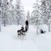 Musher-Latein-Handbuch-Schlittenhunde