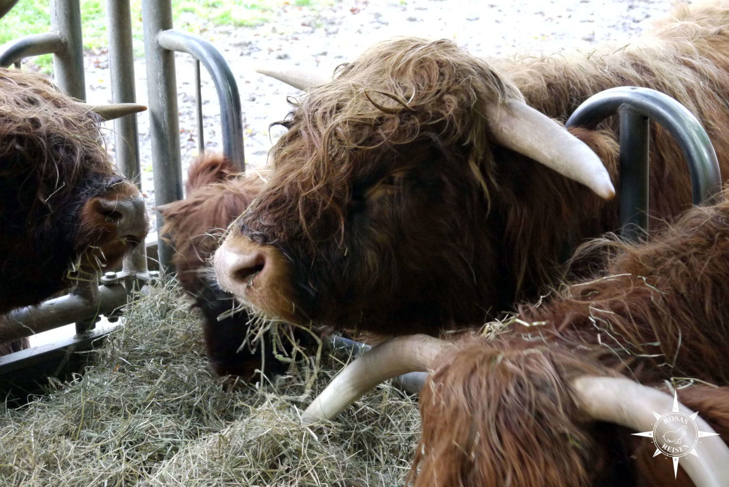 Tierpark Olderdissen Bielefeld Hochlandrind