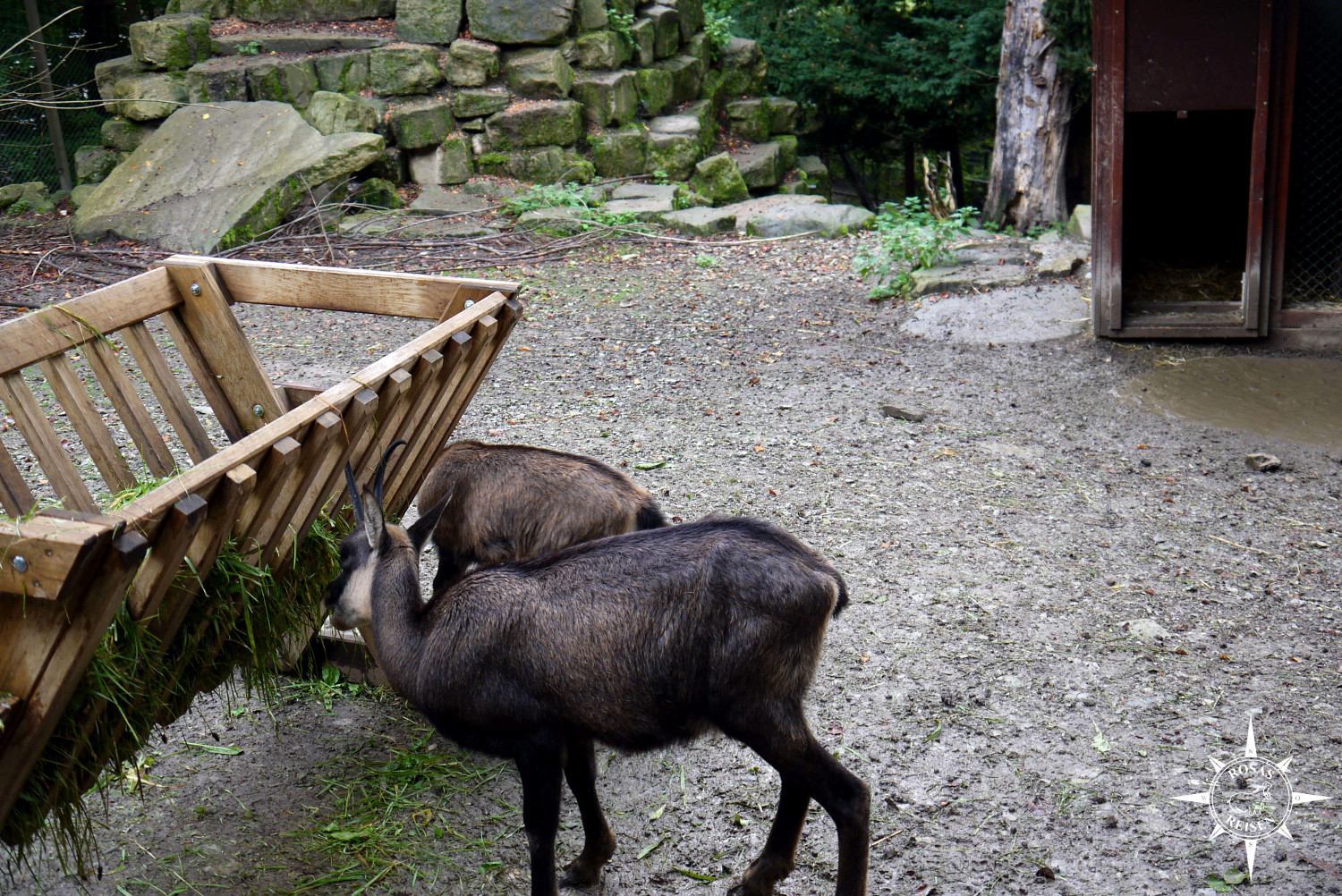 Tierpark Olderdissen Bielefeld Gämse