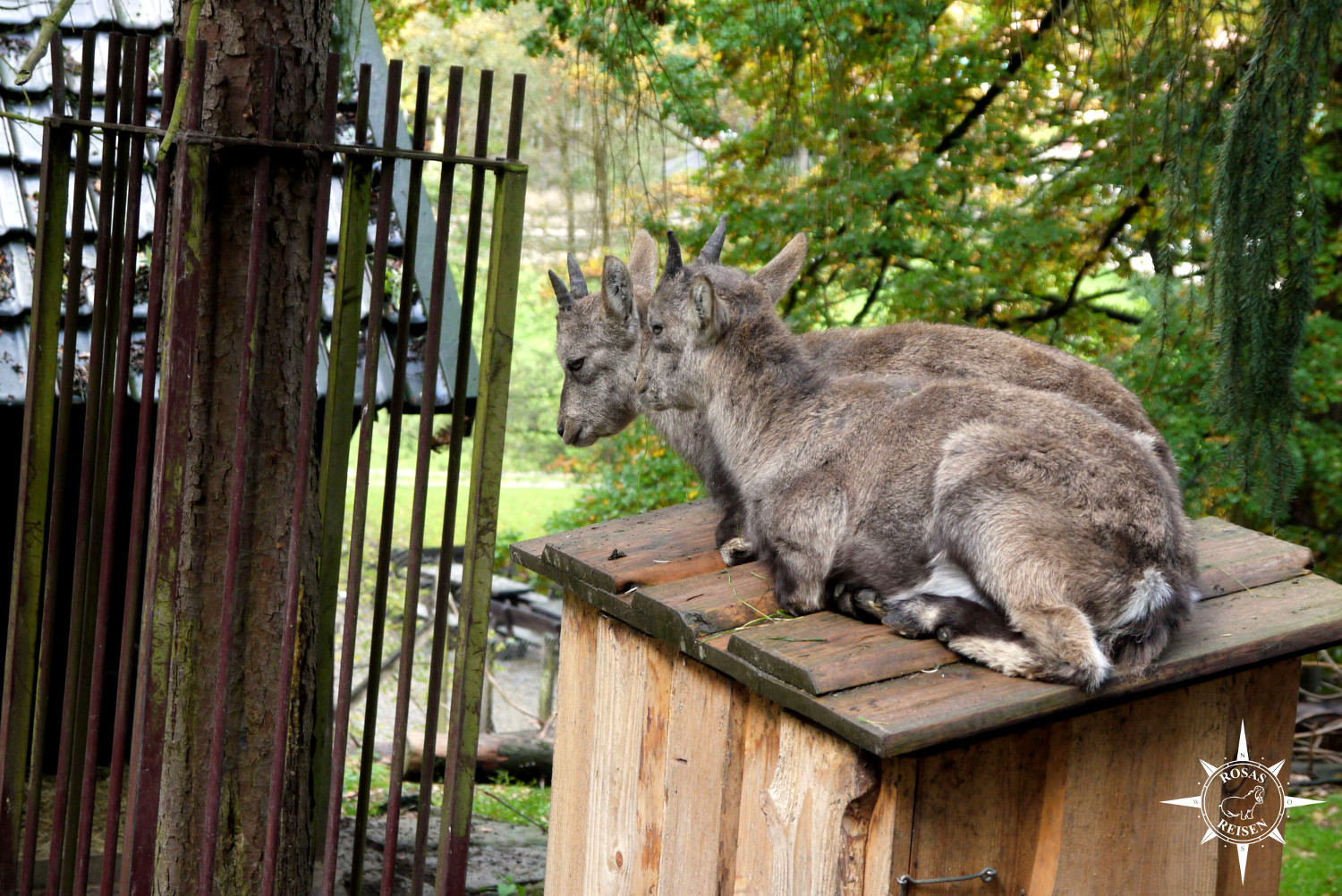 Tierpark Olderdissen Bielefeld