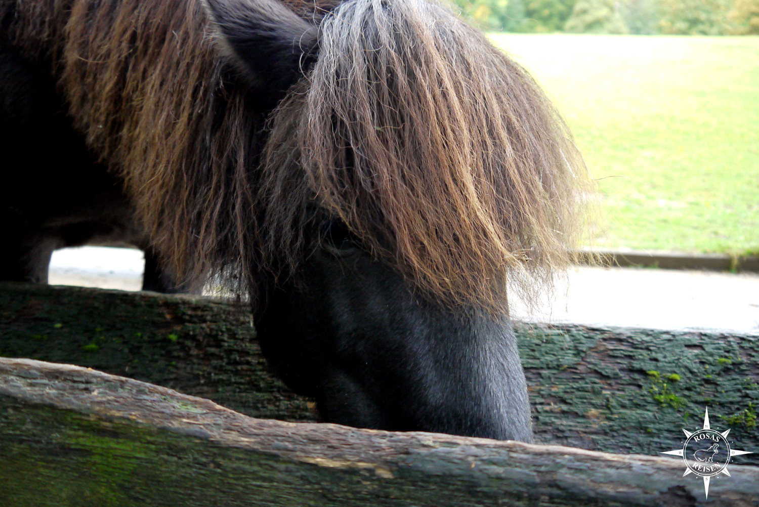 Tierpark Olderdissen Bielefeld Pony