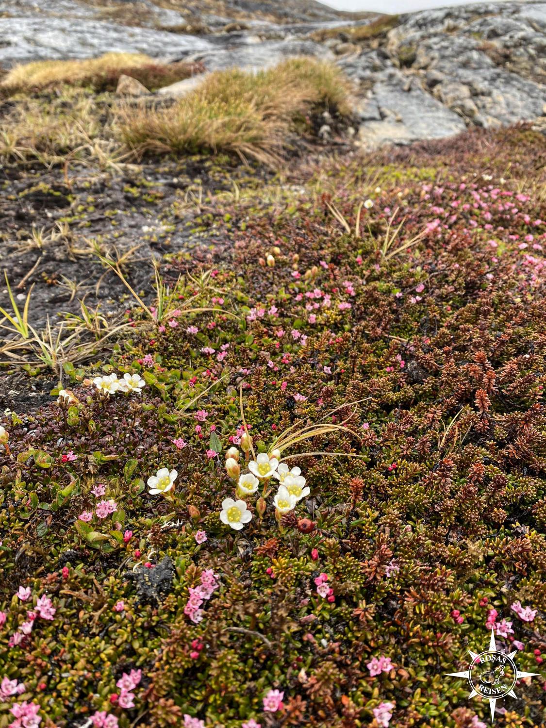 Expeditionskreuzfahrt-Gorenoeland-Paamiut-Blumen