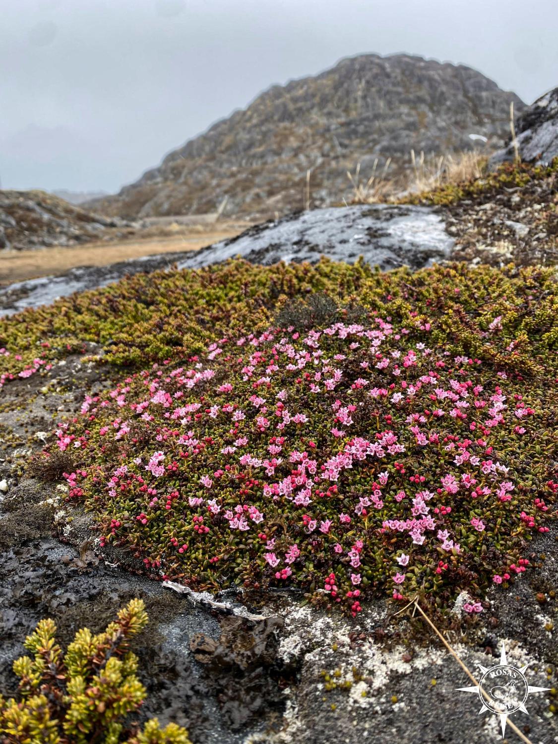 Expeditionskreuzfahrt-Gorenoeland-Paamiut-Tundra-Blumen