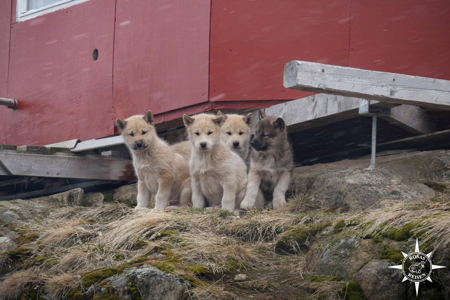 Expeditionskreuzfahrt-Groenland-Sisimiut-Welpen-Schlittenhunde-3
