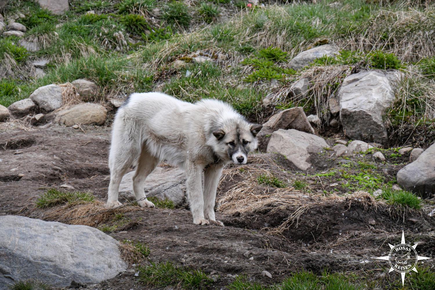 Expeditionskreuzfahrt-Groenland-Sisimiut-angeketteter-Schlittenhund