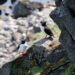 Roadtrip-Island-Puffins-Papageientaucher-beobachten (146)